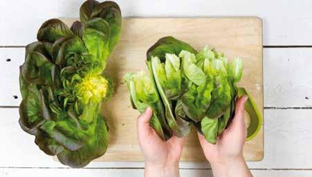Expertise RZ Közép zöld színű, finoman szeldelt levelű édes frizé saláta, ideális feldolgozásra, éttermek számára.