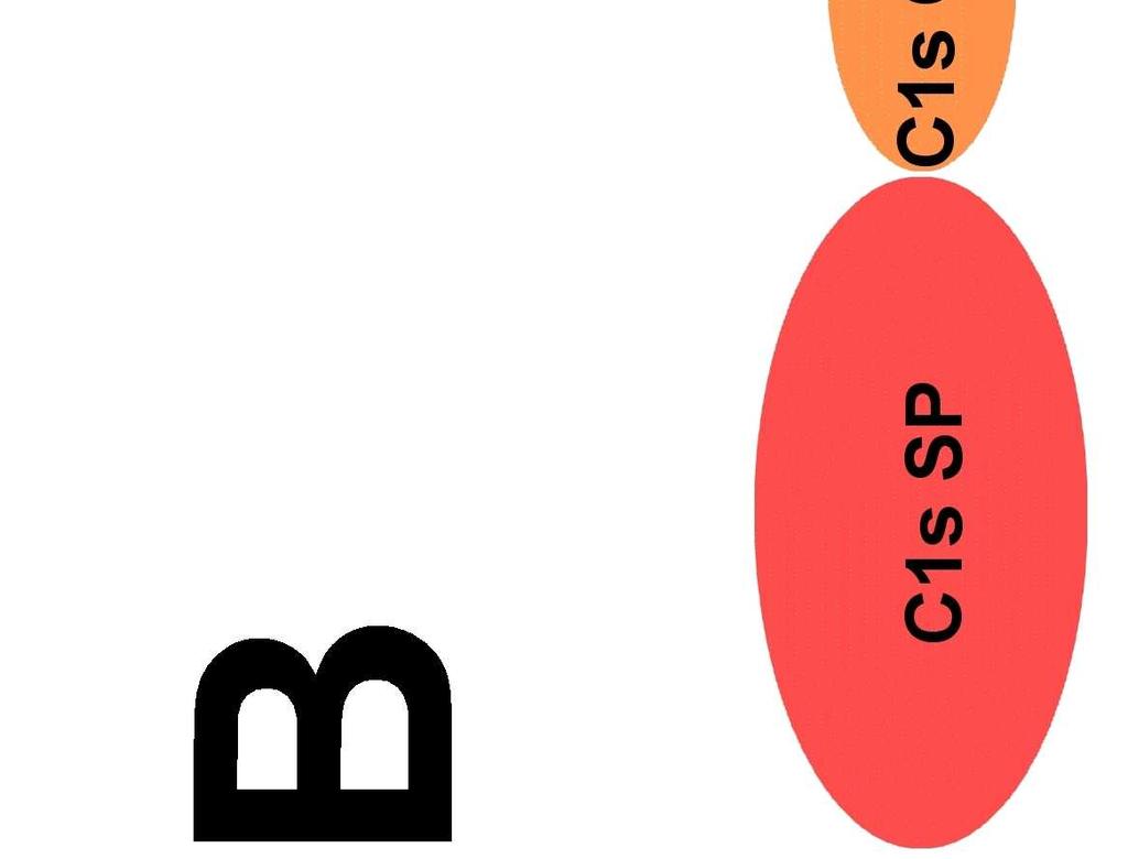 Ca 2+ -ok segítségével.