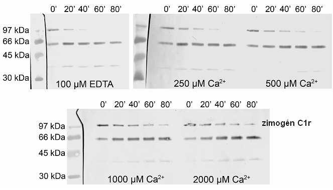 Eredmények és megbeszélésük 19. ábra. A zimogén C1r fogyását bemutató immunoblott a különböző Ca 2+ koncentrációk jelenlétében.