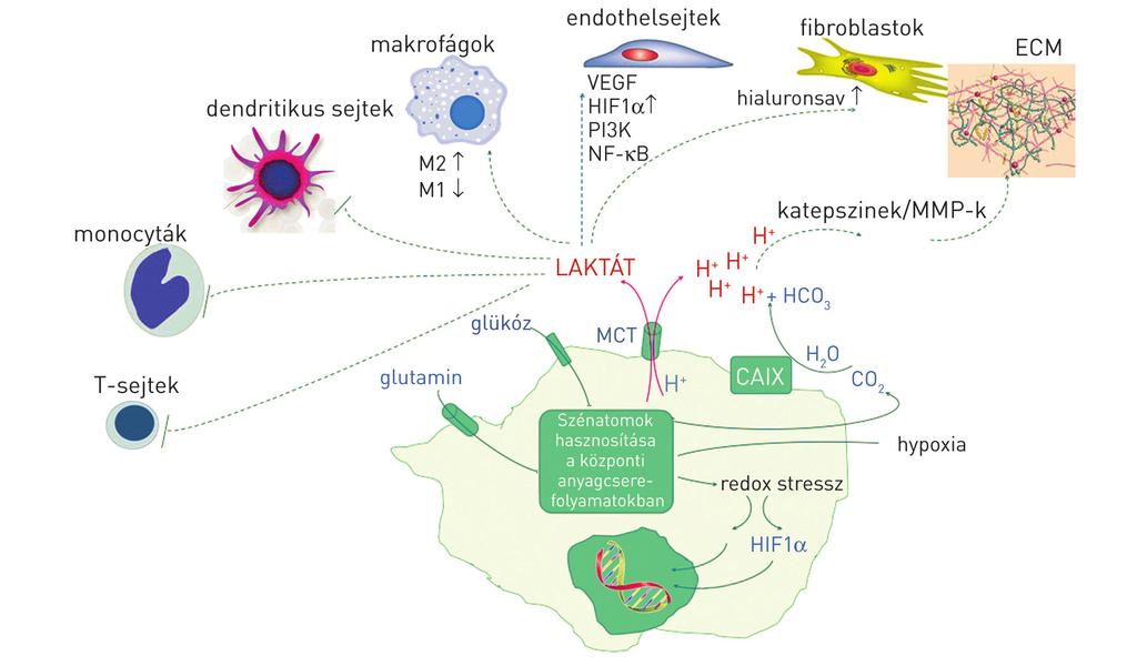 Sebestyén A, Hujber Z, Jeney A, Kopper L Tumormetabolizmus 3 1. ábra.