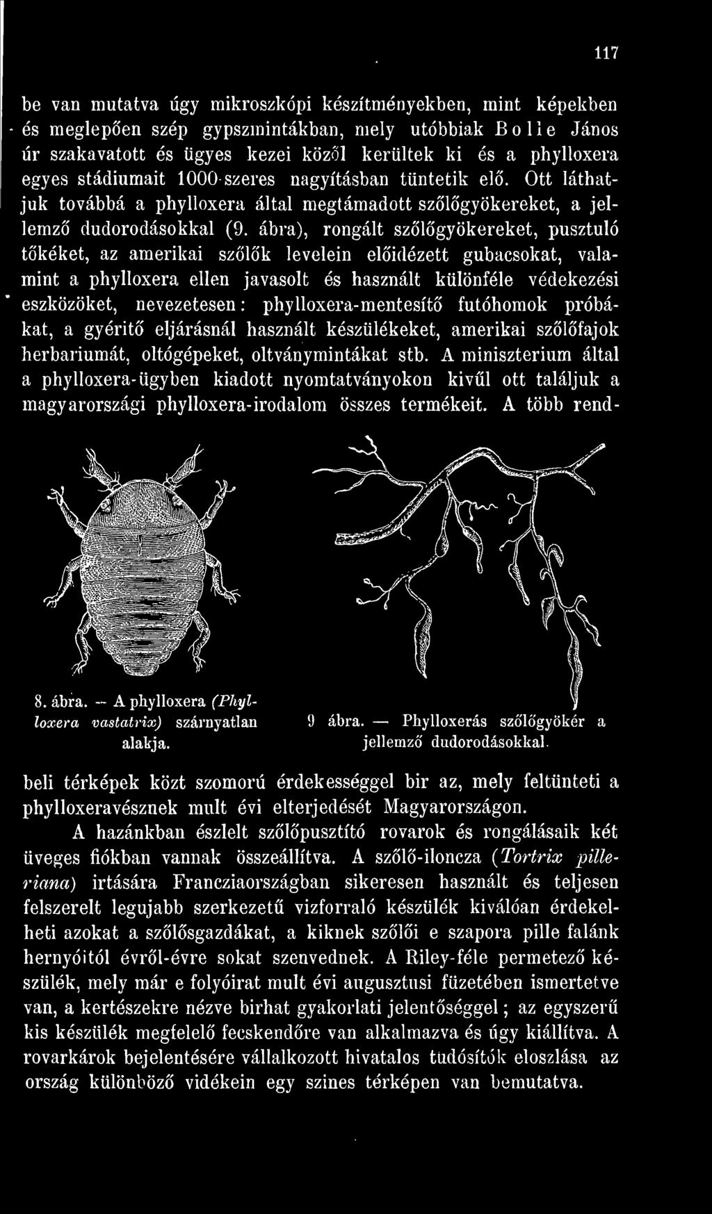 A minisztérium által a phylloxera- ügyben kiadott nyomtatványokon kivl ott találjuk a magyarországi phylloxera- irodalom összes termékeit. A több rend-,1 A 8. ábra.