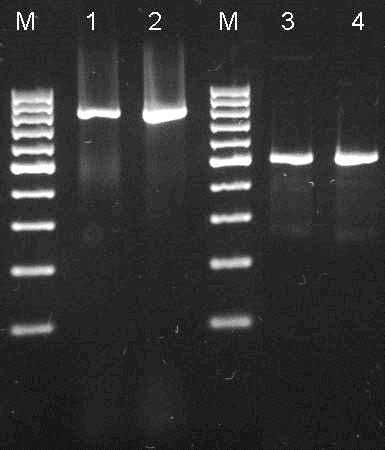 rhinotracheale izolátumok esetében a fajspecifikus reakció egy 784 bp hosszúságú DNS szakaszt sokszorozott fel. A B. avium fajazonosító PCR terméke 524 bp hosszúságú volt (6. ábra). 6.