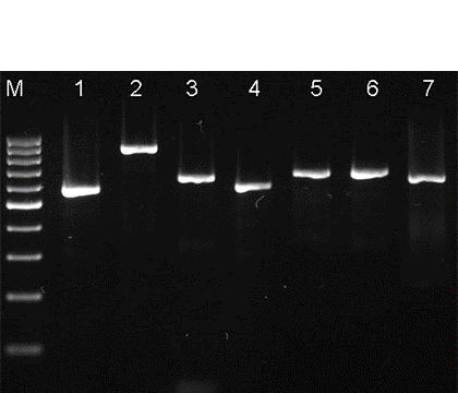 avium templátokat használva több, különböző méretű PCR termék keletkezett, a kontrolként használt B. bronchiseptica (KM22) esetén ezzel szemben a várt méretű PCR termékeket kaptuk (18. ábra).