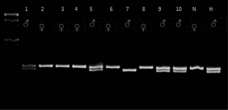 178 Fábián és mtsai: Egy sejt PCR beállítása nyúlon 1.ábra Egy sejt nested PCR optimalizálása Figure 1.