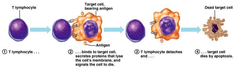 T LIMFOCITA T sejtek az idegen sejteket közvetlenül