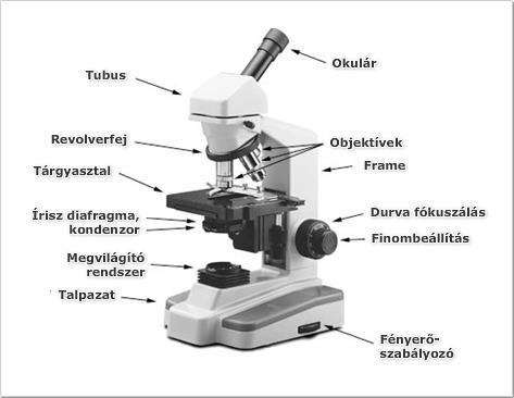 Biológia 7. 4 Mikroszkópos gyakorlatok Állvány Forrás: http://mikroszkop.network.hu;módosítva és http://www.tankonyvtar.hu; módosítva.) 3.