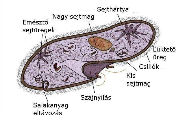 Biológia 7. 7 Mikroszkópos gyakorlatok A tanulók az érdekes, élő anyaggal történő munka során sajátítsák el az önálló mikroszkóphasználat alapfogásait.