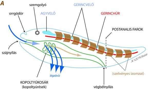 Gerinchúrosok törzse A gerinchúr A háti oldalon levő, rugalmas pálcaszerű képződmény, belső tengelyváz, a gerincoszlop evolúciós és embrionális elődje (minden gerinces embrióban