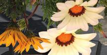 (Impatiens New