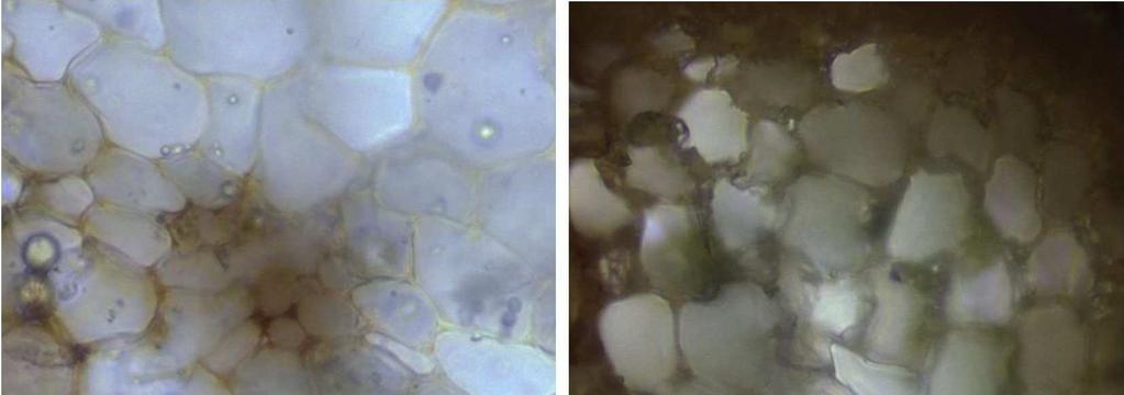 NAGY & NÉMETH (2017): A Pseudoleskea saviana Magyarországon A P. saviana és P. incurvata rövid morfológiai jellemzése és elkülönítési nehézségei P. saviana: Erőteljes növény.