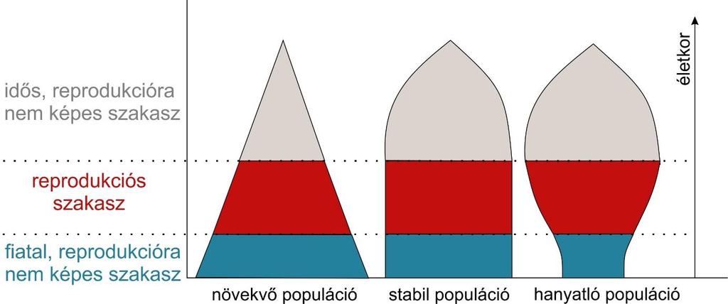 1. ábra. Populációk különféle korfái Tevékenység: Tanulmányozza a 2. ábrát, és magyarázza el a 3 túlélési program és hozzá tartozó halálozási ráták közti különbséget!