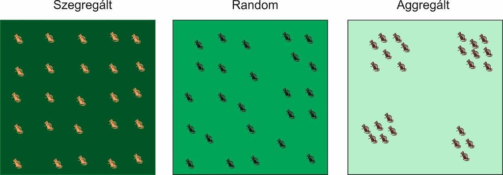 1.2. Populációdinamika 3. ábra. Szabályos, véletlenszerű és csoportosuló eloszlás Tevékenység: Jegyezze meg a populációk egyedszámának alakulását leíró mérleg-egyenletet!