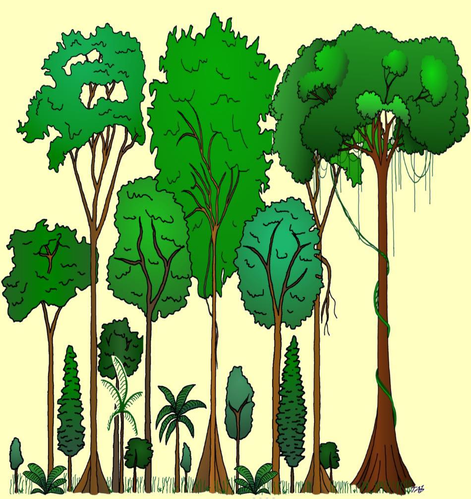 5. ábra. Trópusi esőerdők vertikális szintjei: mohaszint, gyepszint, alsó lombkoronaszint, középső lombkoronaszint, liánok, felső lombkoronaszint. 4.