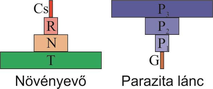 6. ábra. Táplálékláncok egyedszám-piramisai Növényevő lánc: T: termelők, N: növényevők, R: ragadozók, Cs: csúcsragadozók. Parazita lánc: G: gazdák, P: paraziták.