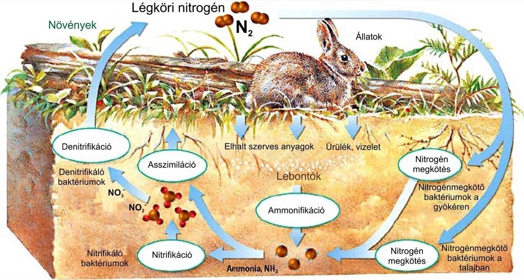 nitrogén ismét ammónia formájában a talajba kerül, s a növények így ismét felvehetik.