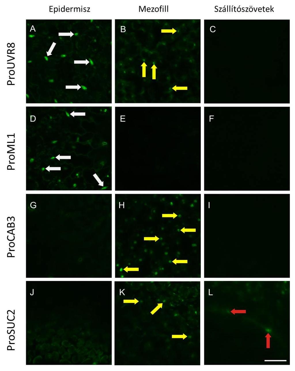 47 8. ábra: Az YFP-UVR8 fúziós fehérje szövetspecifikus kifejeződése transzgenikus csíranövények sziklevelében Az YFP-UVR8 fehérje elhelyezkedését CLSM-el vizsgáltuk az UV-B sugárzással kiegészített