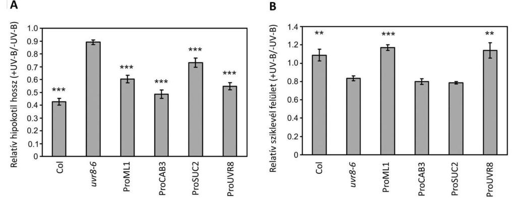 51 kezelés hatására a hipokotil megnyúlás gátlása erősödött a vad típusú csíranövények esetében, míg az uvr8 mutánsok sokkal kisebb, elhanyagolható mértékű választ adtak (11. ábra A).