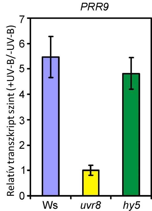 72 25. ábra: Az PRR9 gén transzkripciójának UVR8 általi indukciója és HY5-függése Hétnapos csíranövényeket UV-B-vel kiegészített fehér fénnyel világítottunk meg 90 percig.
