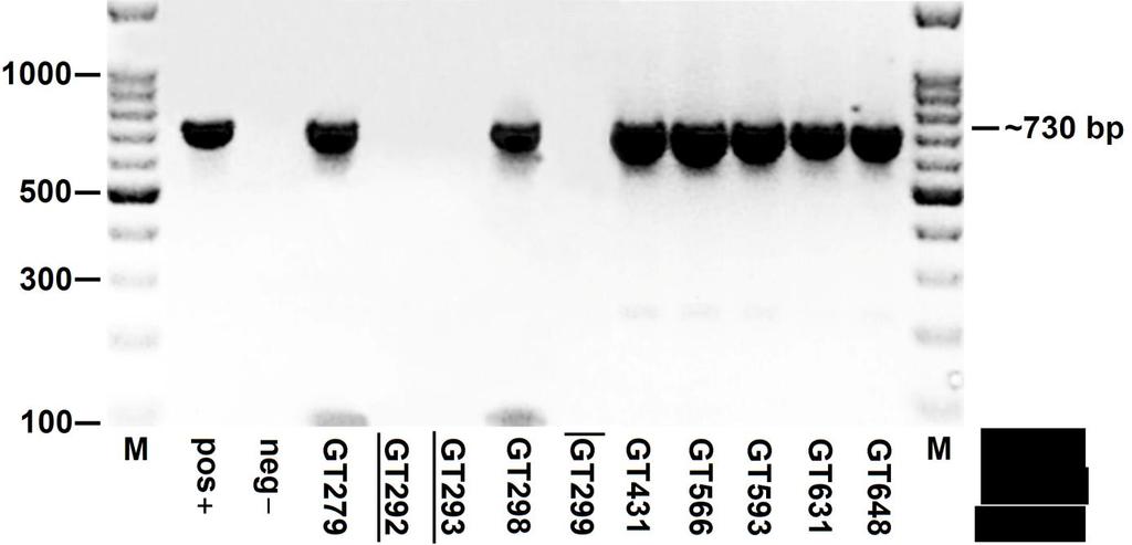 14. ábra: A real-time PCR pozitív minták konvencionális PCR-ének gélfotója.