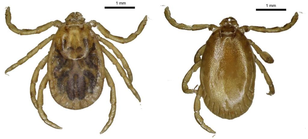 3. ábra: A H. concinna adult stádiuma, nőstény (bal) és hím (jobb). (http://bristoltickid.blogs.ilrt.