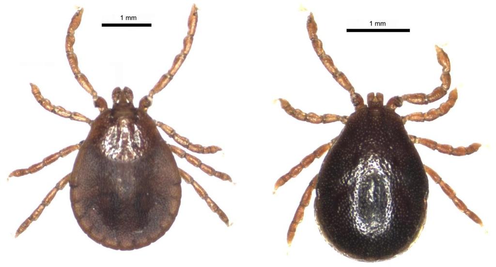 raoultii és Anaplasma phagocytophilum (Boldiš és mtsai., 2008) terjesztésében. Ezekhez a kórokozókhoz komoly emberi betegségek rendelhetők. 4. ábra: A H.