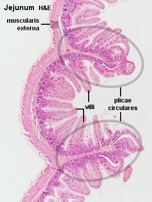 distalis duodenumban és proximalis jejunumban sűrűn ileumban