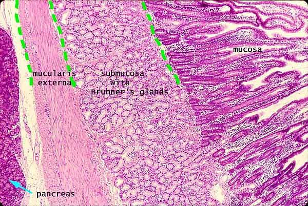 Brunner mirigyek glandulae duodenales elágazó tubularis mirigyek a submucosában (csak a