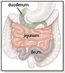 Hashártyaviszonyok I. vékonybél c. ascendens gastrum c. transversum c. descendens cecum rectum c.