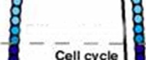 sejt ciklus megáll 2/3 differenciáció sejt