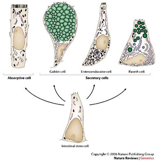 Őssejt differenciáció a vékonybélben kehely sejt