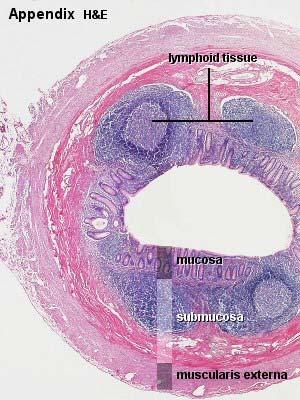 Appendix vermiformis mesoappendix kehelysejtek