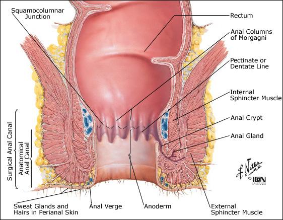 Rectum canalis analis plica transversalis recti columnae and sinus anales