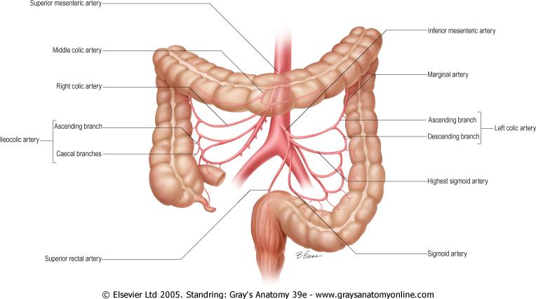 A vastagbél és a rectum artériái a. mesenterica superior aorta a. ileocolica cecum, appendix, c. asc. alsó része a. colica media c. transversum a. colica dextra c. asc. felső része a.