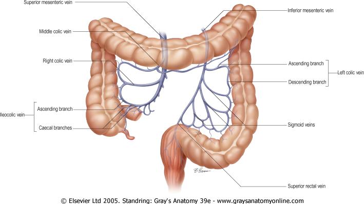 A vastagbél és a rectum vénái v. mesenterica superior (flexura coli sinistraig) v. portae v.