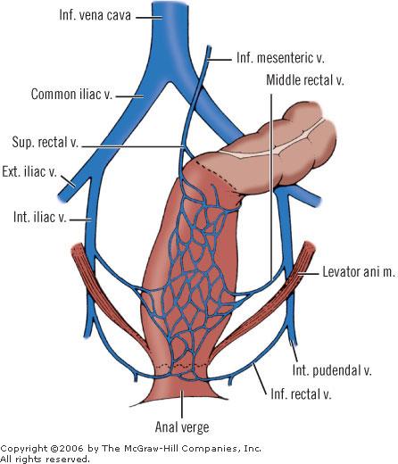 cava inf. végbélkúp: szisztémás keringésbe szívódik fel, gyorsan hat v. iliaca interna: v. rectalis media v.