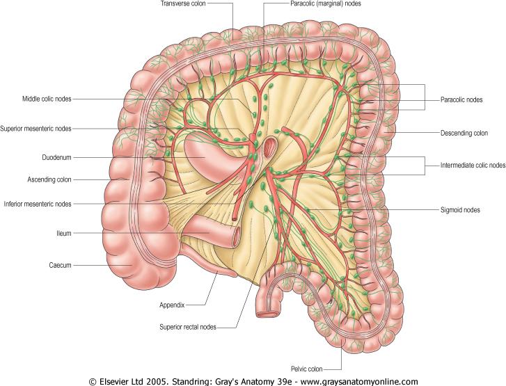 A vastagbél és a rectum nyirokelvezetése A nyirokcsomók az artériákat követik, a nyirok végül a paraaortikus nyirokcsomókba jut.