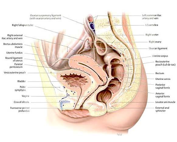 perinealis Rectum: pars intestinalis