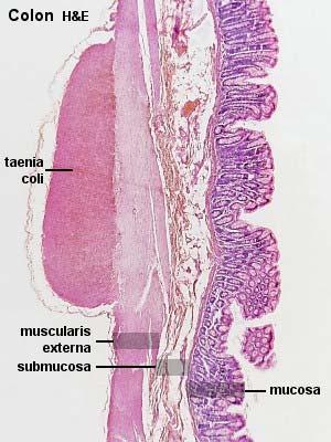 Tunica muscularis Hosszanti izomréteg: külső réteg vékonybélben,