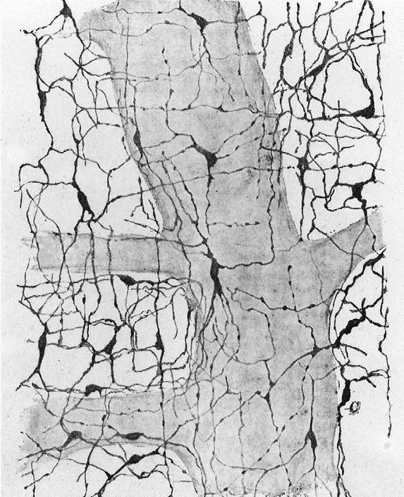 Cajal féle interstitialis sejtek pacemaker aktivitás Cajal sejtek hálózata a plexus myenterikus idegrostok fölött.