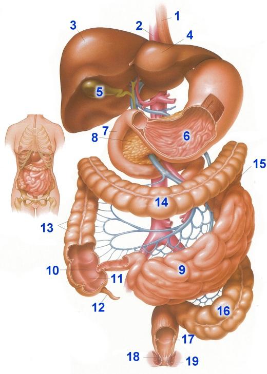 Tápcsatorna felépítése 1. Nyelőcső 2. Aorta 3. Máj jobb lebenye 4. Máj bal lebenye 5. Epehólyag 6. Gyomor 7. Nyombél 8. Hasnyálmirigy 9. Vékonybelek (éhbél és csípőbél) 10.