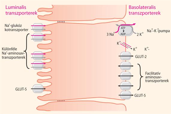 Tápanyagok felszívása: A felszívási folyamatok transzporterei Szénhidrát és fehérje monomerek többsége Na+-hoz között transzporttal szívódik fel.