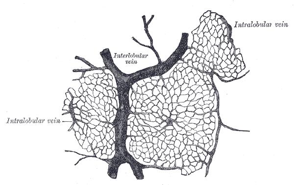 Máj Májsejtek (hepatocyták) gerendákba/ lemezekbe rendeződve lebenykéket (lobuli) alkotnak.