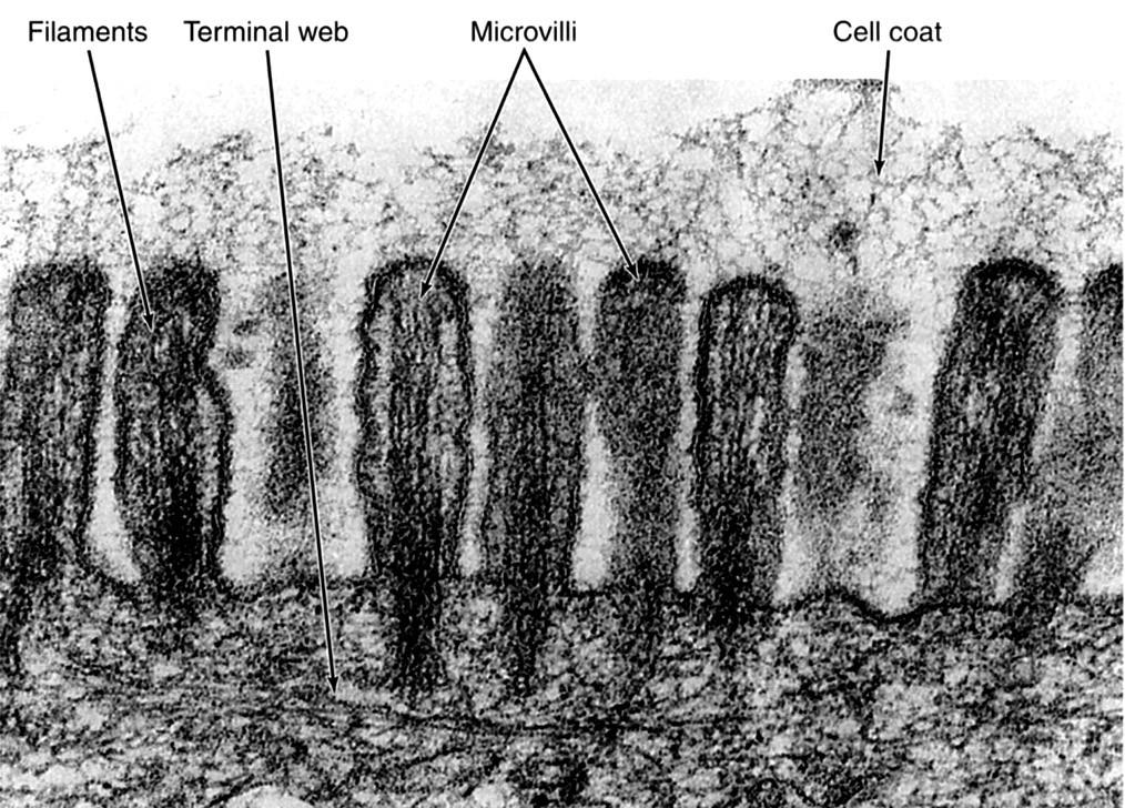 Vékonybél szerkezete: Junqueira, LC and Carneiro, J, Basic Histology 11th ed., McGraw-Hill, New York, 2005. P. 72.