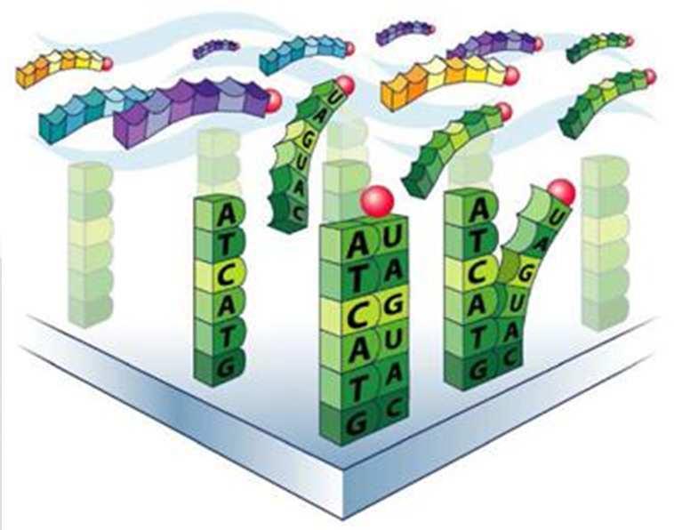 DNS microarray Egy kisméretű (1-2 cm 2 ) szilárd hordozó (pl. szilikon, üveg) felületére szabályos elrendezésben több 10000, eltérő szekvenciájú DNS próbát rögzítenek.