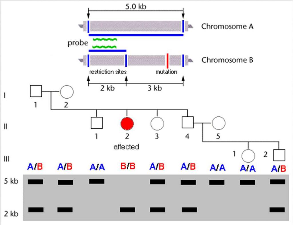 Restrikciós fragmenthossz polimorfizmus (RFLP) A DNS molekula restrikciós endonukleázokkal történő emésztést követően jól jellemezhető a DNS-fragmentumok hosszában meglévő különbségekkel.
