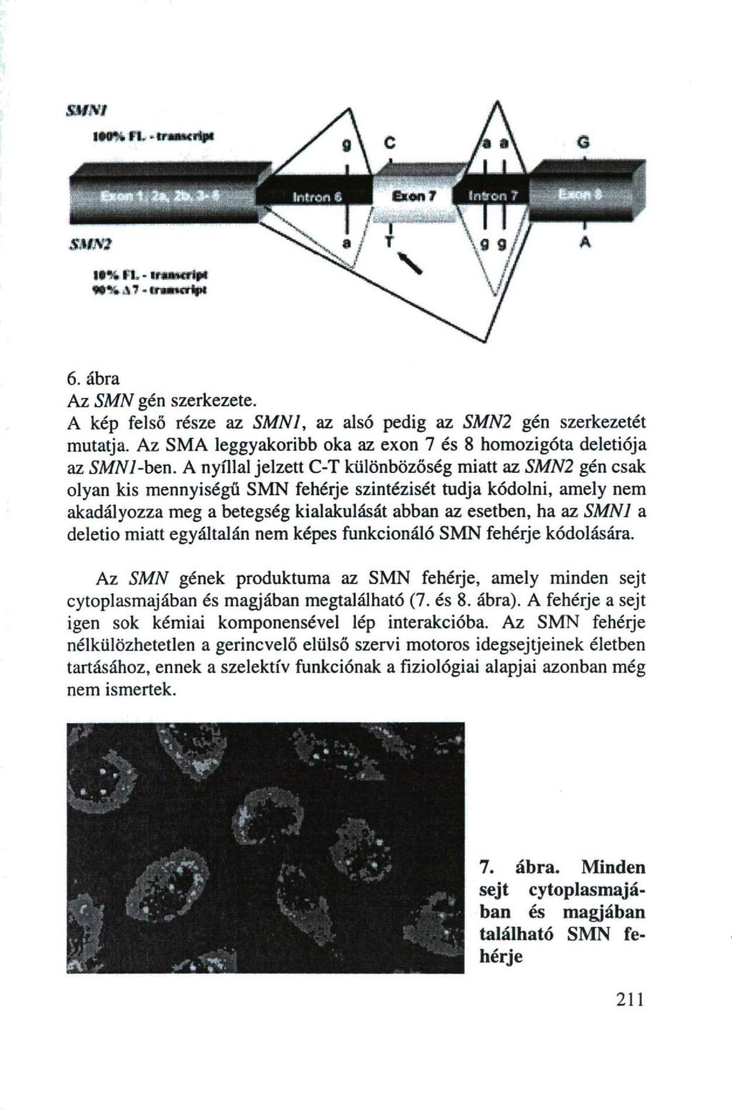 SUNt IHS FI. trmmripi SHS2 IIMI. If»nxTÍpH HStTcrmVt 6. ábra Az SMN gén szerkezete. A kép felső része az SMN1, az alsó pedig az SMN2 gén szerkezetét mutatja.