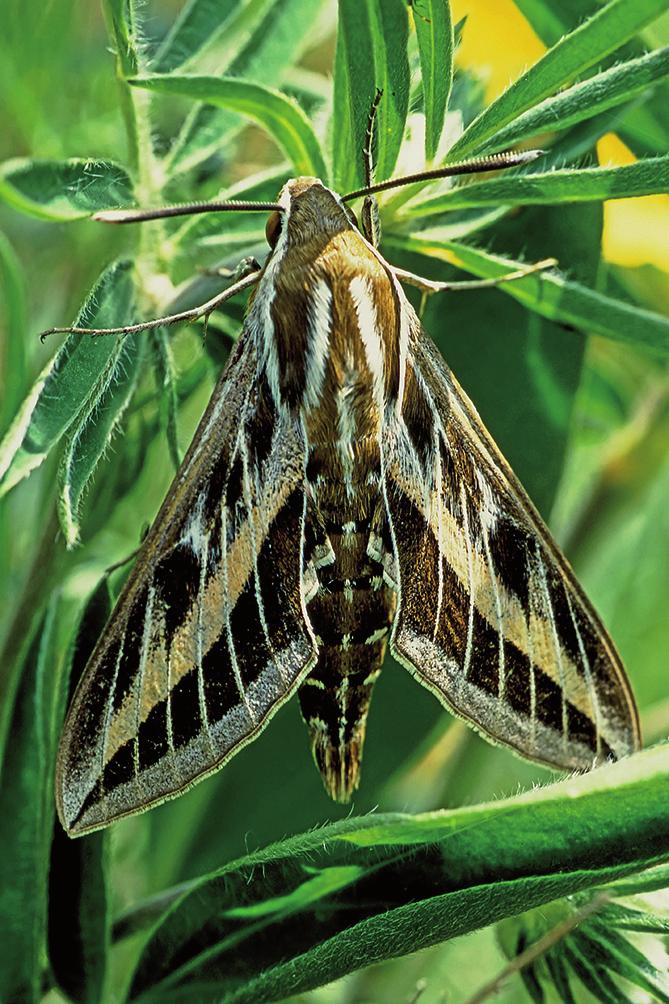 ábra: Marumba quercus ([Denis & Schiffermüller],