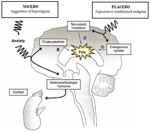 Fájdalommodulálás Nocebó-, placebó-hatás Aktív biokémiai komponens nélkül pszichobiokémiai hatások nocebó/anxiebó: kolecisztokinin (proglumid