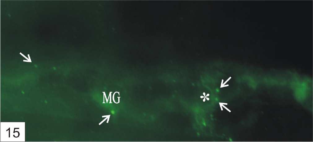 granulumok gyakran láthatóak voltak a myentericus neuronok citoplazmájában és felszínén is (15.
