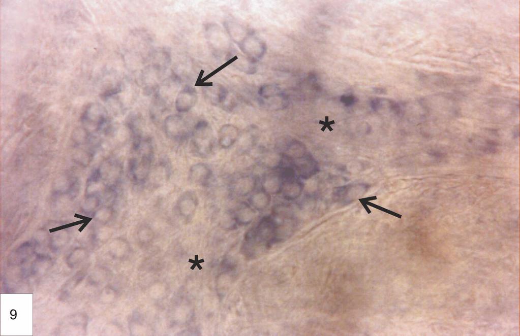 4.2. Az összneuronszám változásai a kikelés előtti csirkeembrióban és frissen kikelt csirkében Mind a kuprolin kék, mind a neurofilament immunfestés nagy specificitással jelölte a myentericus